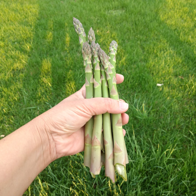 Asparagus Beds Gardening Weed And Feed Asparagus Beds Gardening Weed And Feed