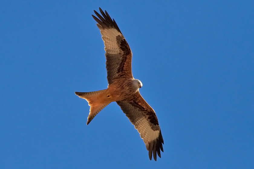 Red-Kite_7977.jpg