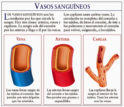 Limpiar venas de sangre como