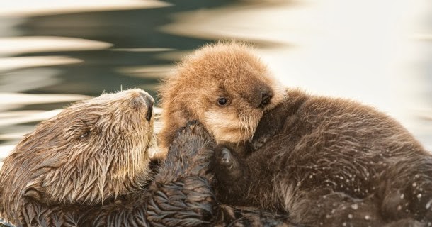 White Wolf : Baby Otter is saved at Monterey Bay Aquarium (Videos)