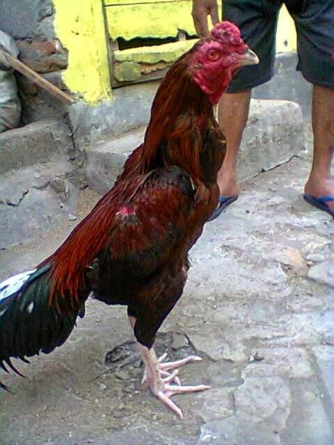 Ayam laga