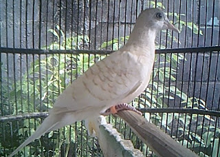 foto burung perkutut