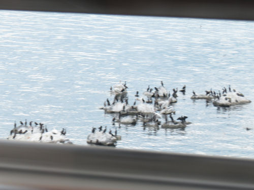 white pelicans and cormorants