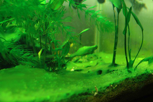 cyanobacteria algae