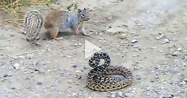 Brutal fight between a Squirrel and a Snake