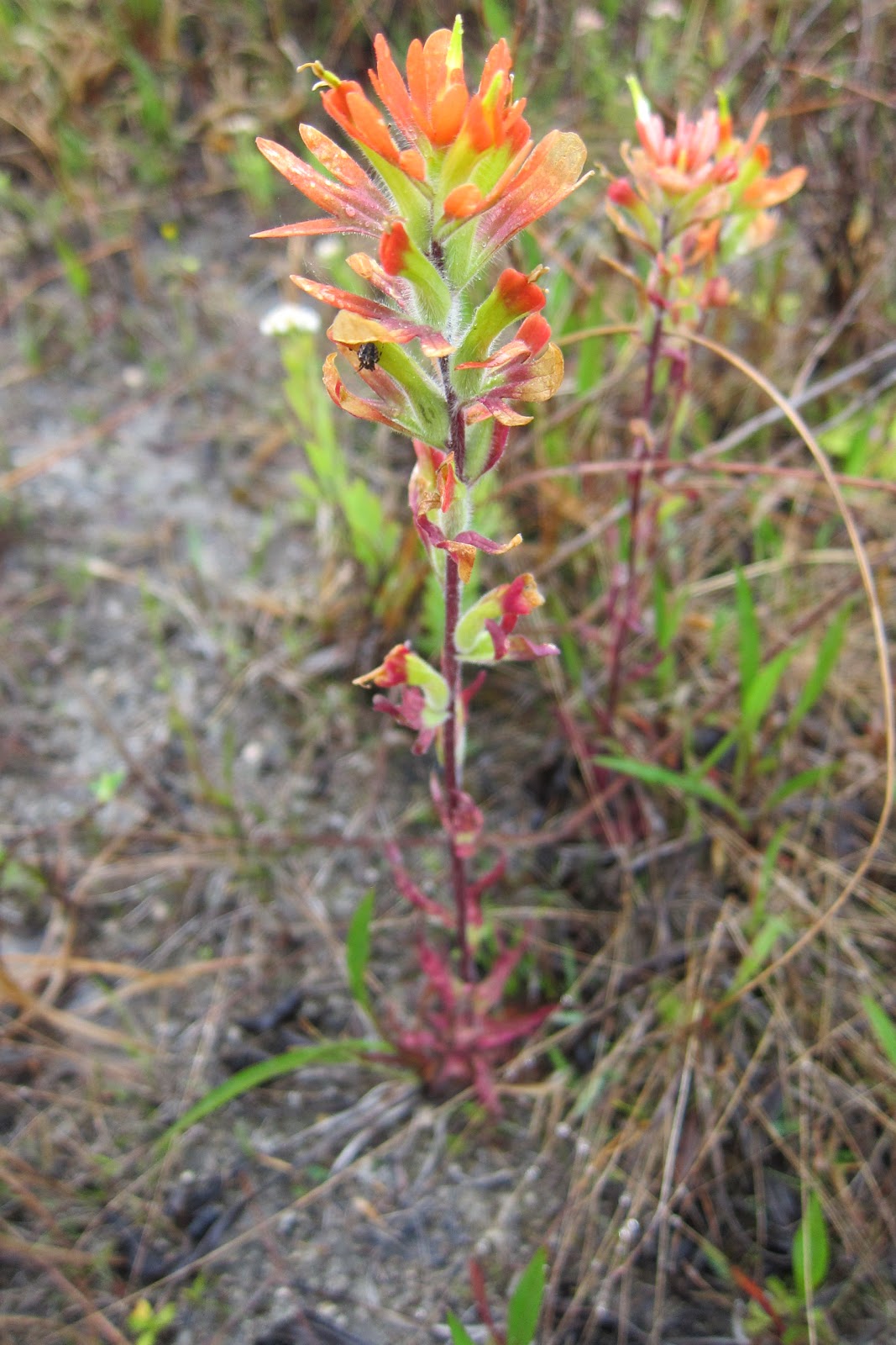 Natural History Museum of ZOL 355 Indian Paintbrush