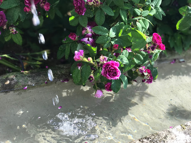 frisches Wasser gluckst aus dem Brunnen, die Rose freut es (c) by Joachim Wenk frisches Wasser gluckst aus dem Brunnen, die Rose freut es (c) by Joachim Wenk