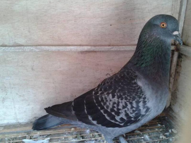 Info Seputar Burung Jenis Warna Burung Dara