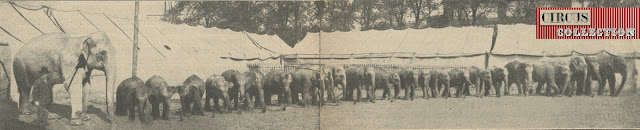les  22 éléphants du cirque Krone aligné dans le zoo devant les tentes écuries 
