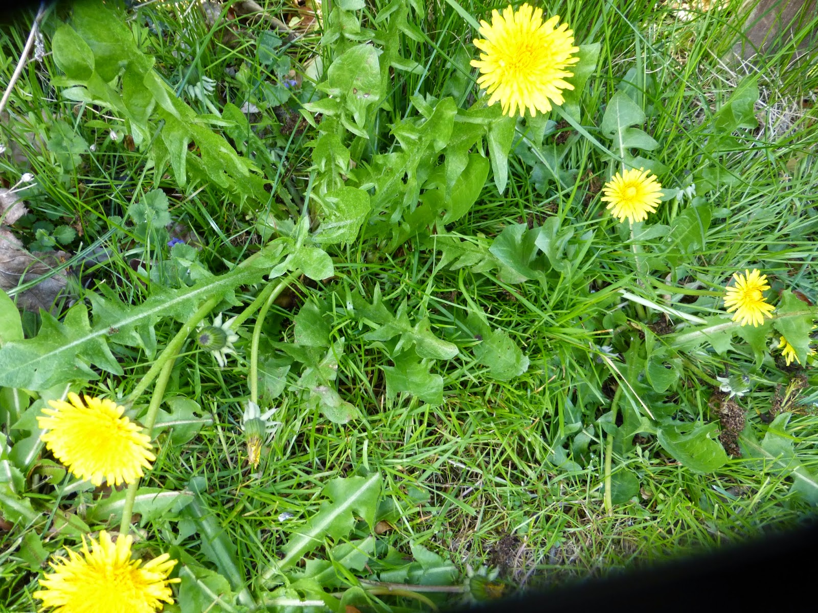 Horse Life and Love Feeding Dandelions to Horses