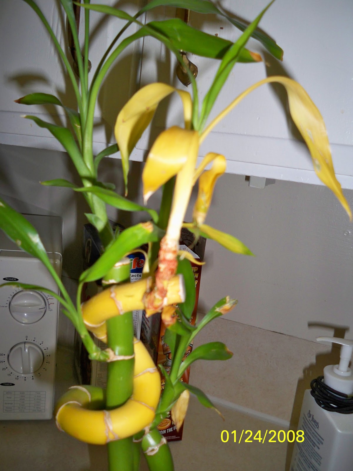 Why Is My Bamboo Plant Leaves Turning Yellow At Jamie Oliver Blog
