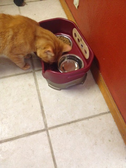 Top Notch Material Neater Feeder For Cats And Dogs