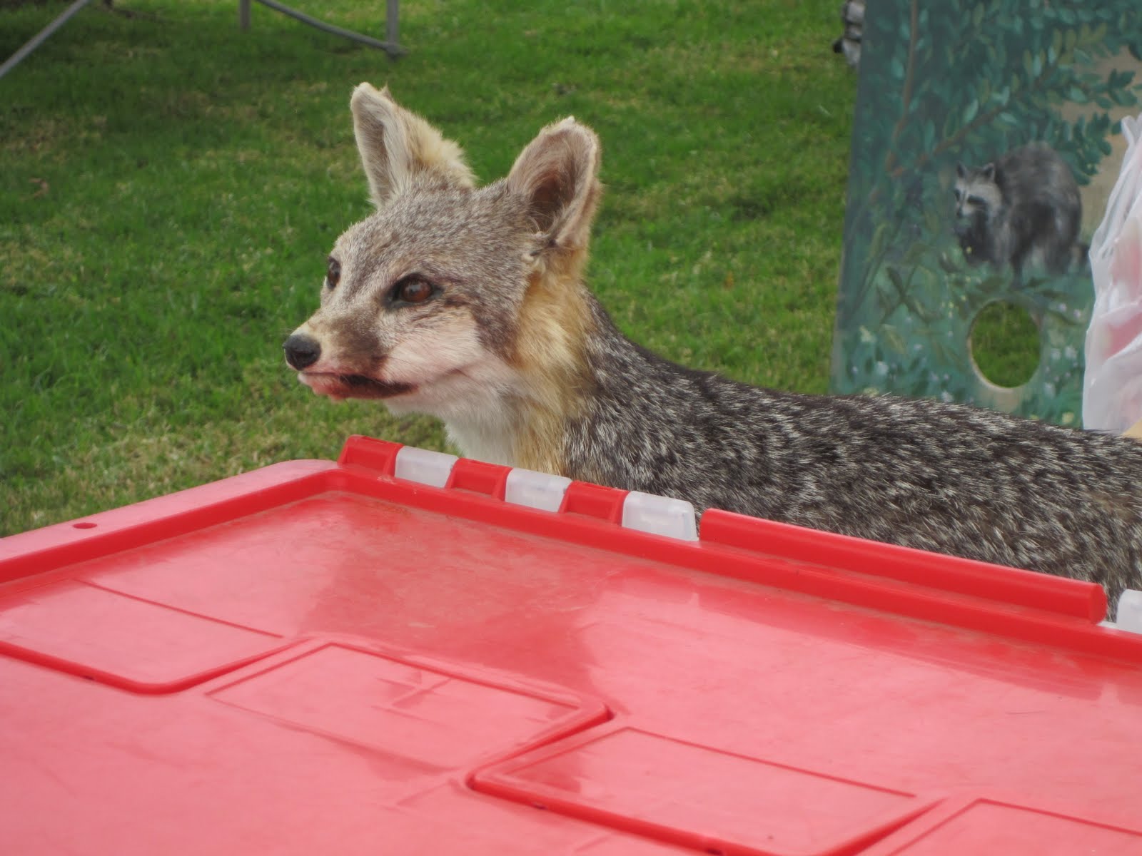 Behind the Scenes at Stuart Ng Books Empty Saddle Club western horse