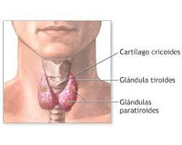 hipotiroidismo causas sintomas tratamiento