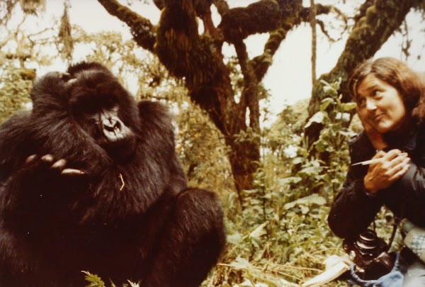 Dian Fossey y sus Gorilas en la Niebla Dian Fossey y sus Gorilas en la Niebla