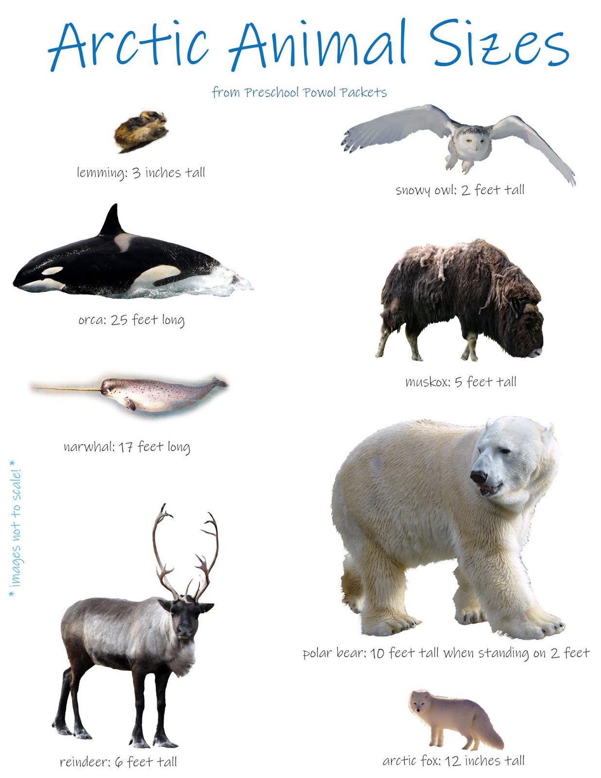 Arctic Animals Math Measurement Activity | Preschool Powol Packets