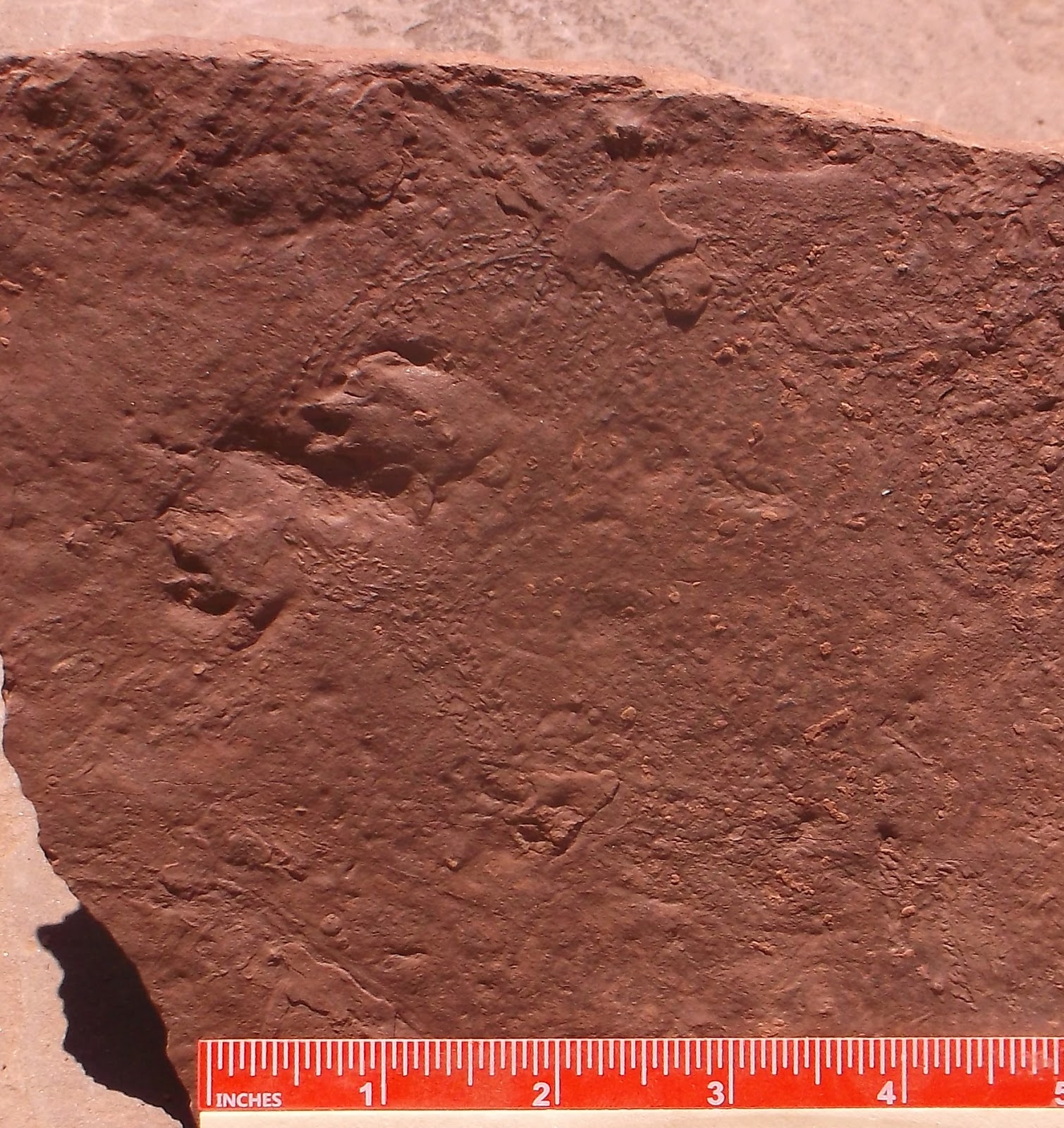 dimetrodon footprints
