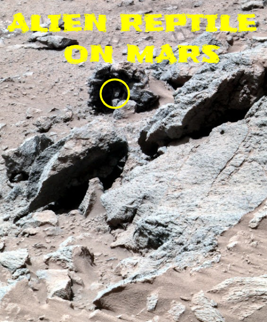 Alien looking anomaly on Mars could be a Reptile.