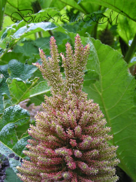 Botaniquarium - Gunnera manicata inflorescence