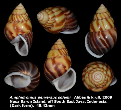 Amphidromus perversus solemi 45.42mm