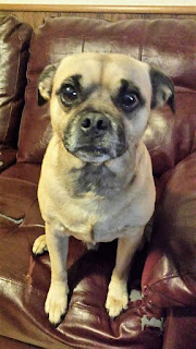 Moose a Chug (Chihuahua - pug mix)