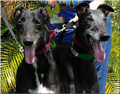 Kelly and Kal at Friends of Greyhounds