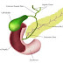 What to Know About their Pancreas