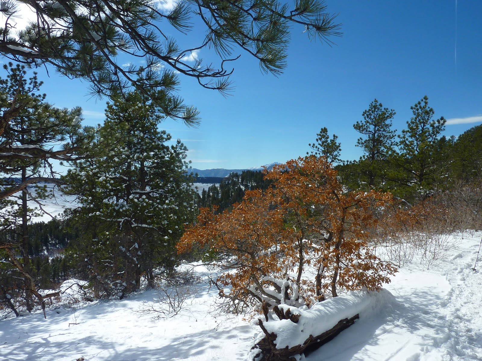 Hiking the Rockies and Beyond Spruce Mountain Loop Trail (Near