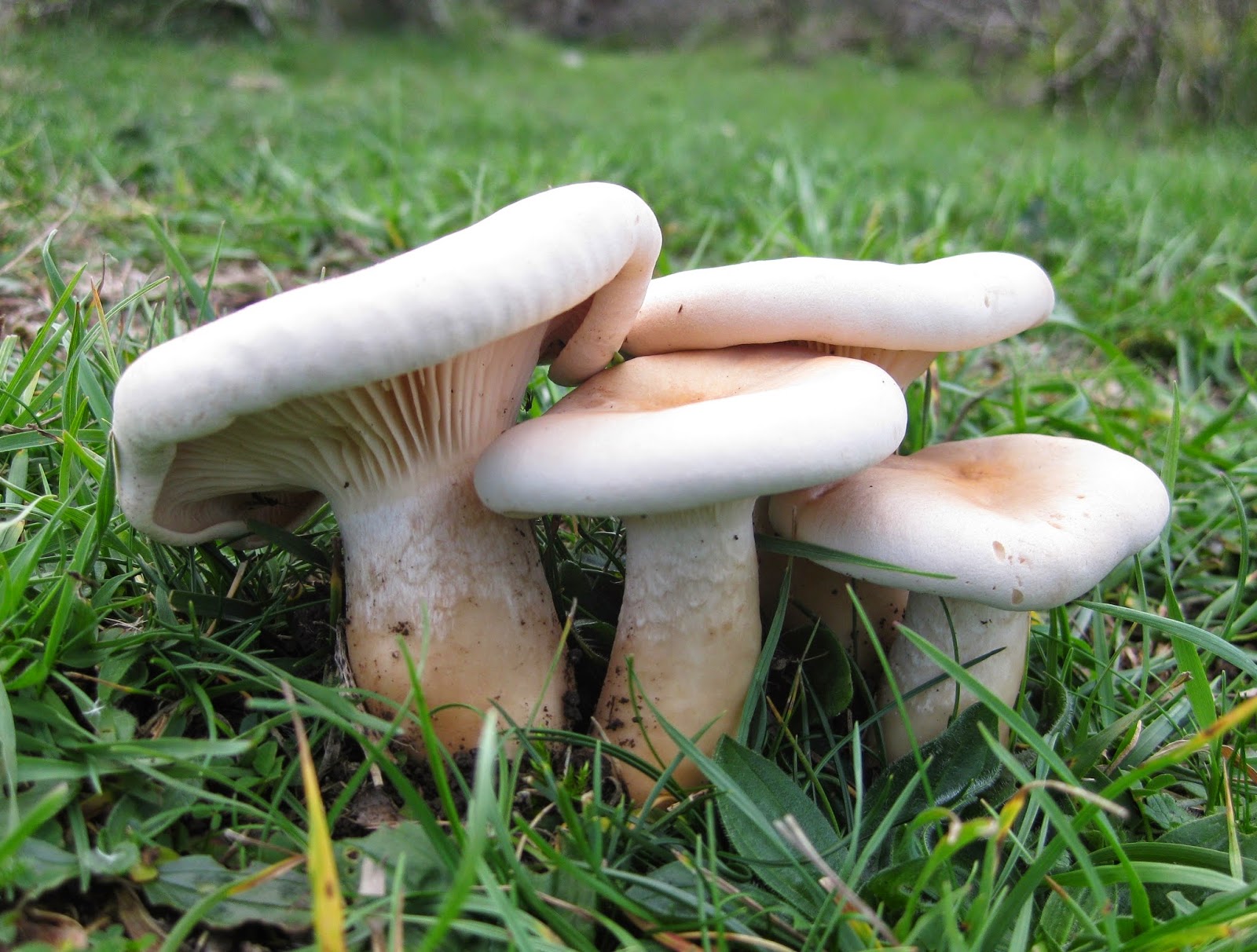 его величество боровик зеленые страницы. грибы юрфак. говорушка восковатая говорушка восковатая. сатанинский гриб ядовитый. грибы юрфак.