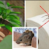 IF YOU HAVE THIS PLANT IN YOUR HOUSE, YOU WILL NEVER SEE MICE, SPIDERS AND OTHER INSECTS AGAIN !