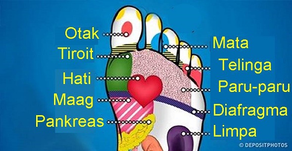 Sistem syaraf  21 Titik Telapak Kaki  untuk Pijat Refleksi 