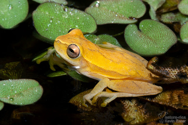 Dendropsophus phlebodes - San Carlos Treefrog