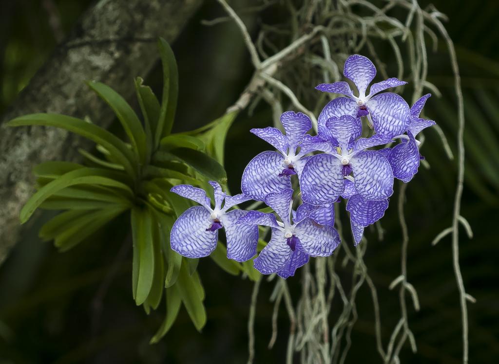 Grow and care Vanda coerulea orchid The Blue Vanda Travaldo's blog