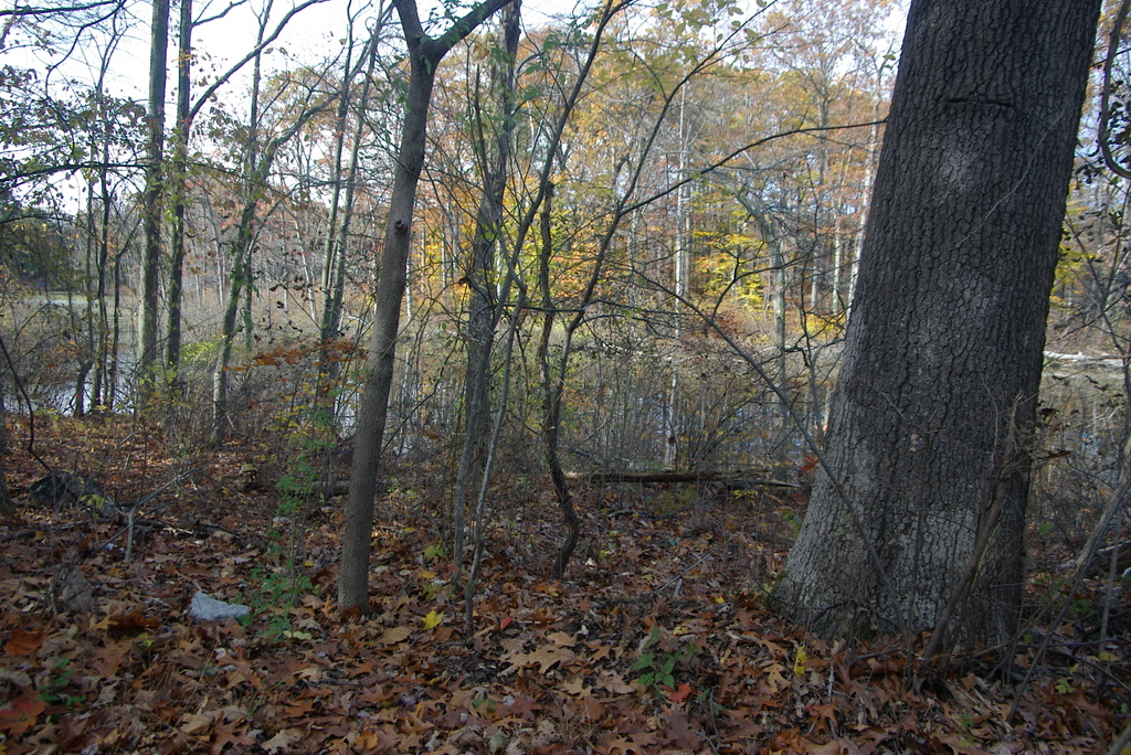 Eastern Pennsylvania Phenology Reflections on October 2011