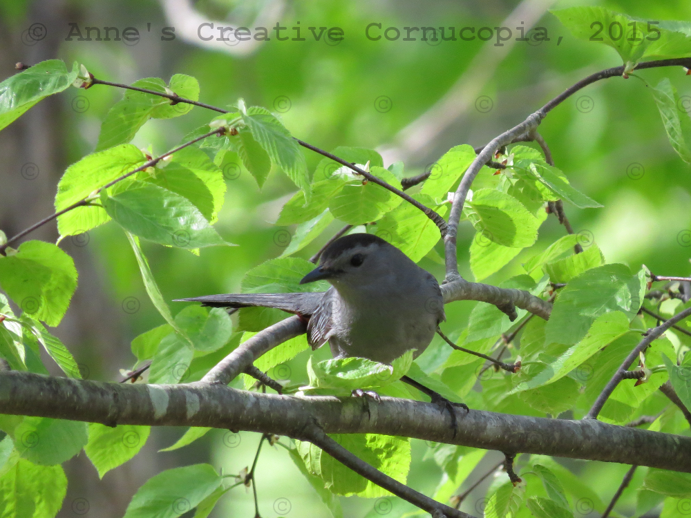 Anne's Creative Cornucopia "Grey Bird Black Cap" Photograph