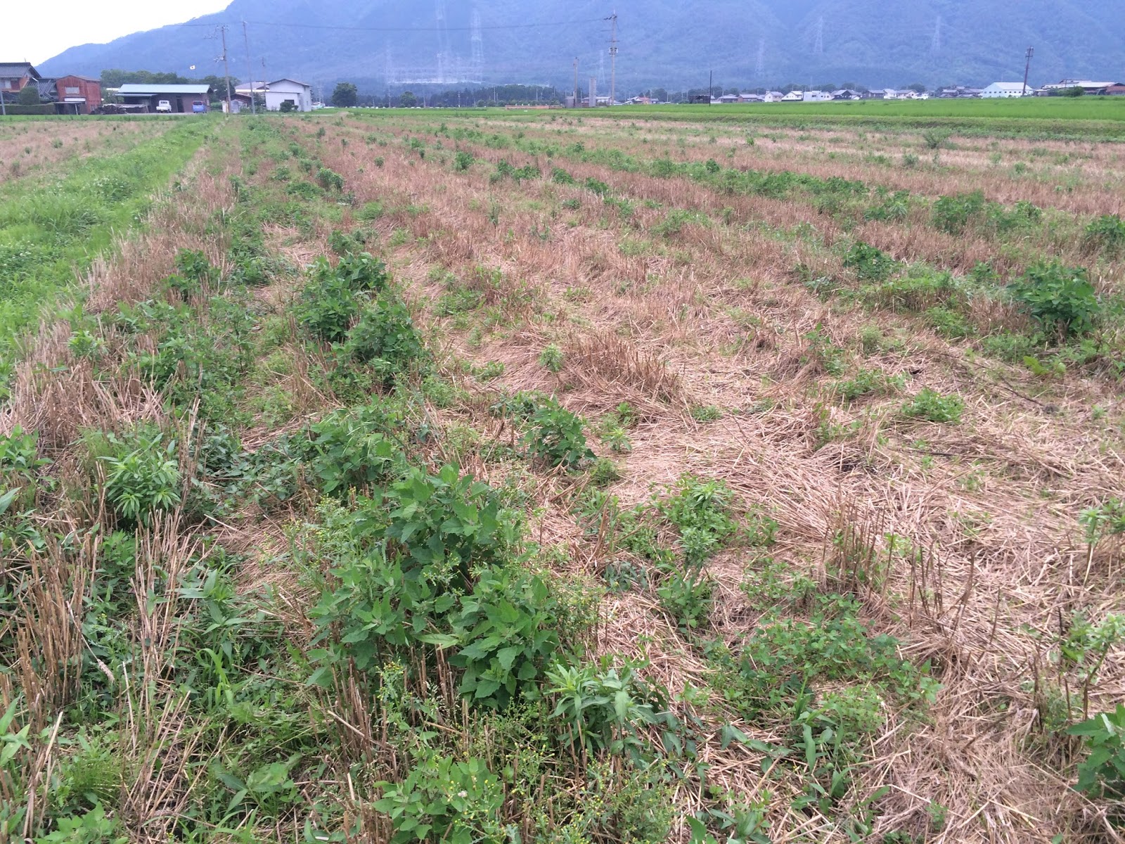 TACグリーン近江 ラウンドアップ散布