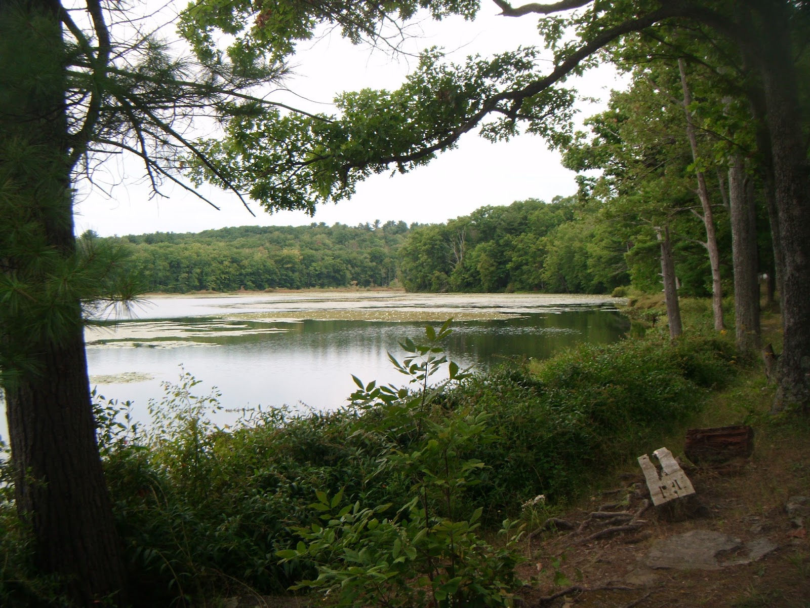 Parchment Paths Moon Lake Partially Abandoned County Park