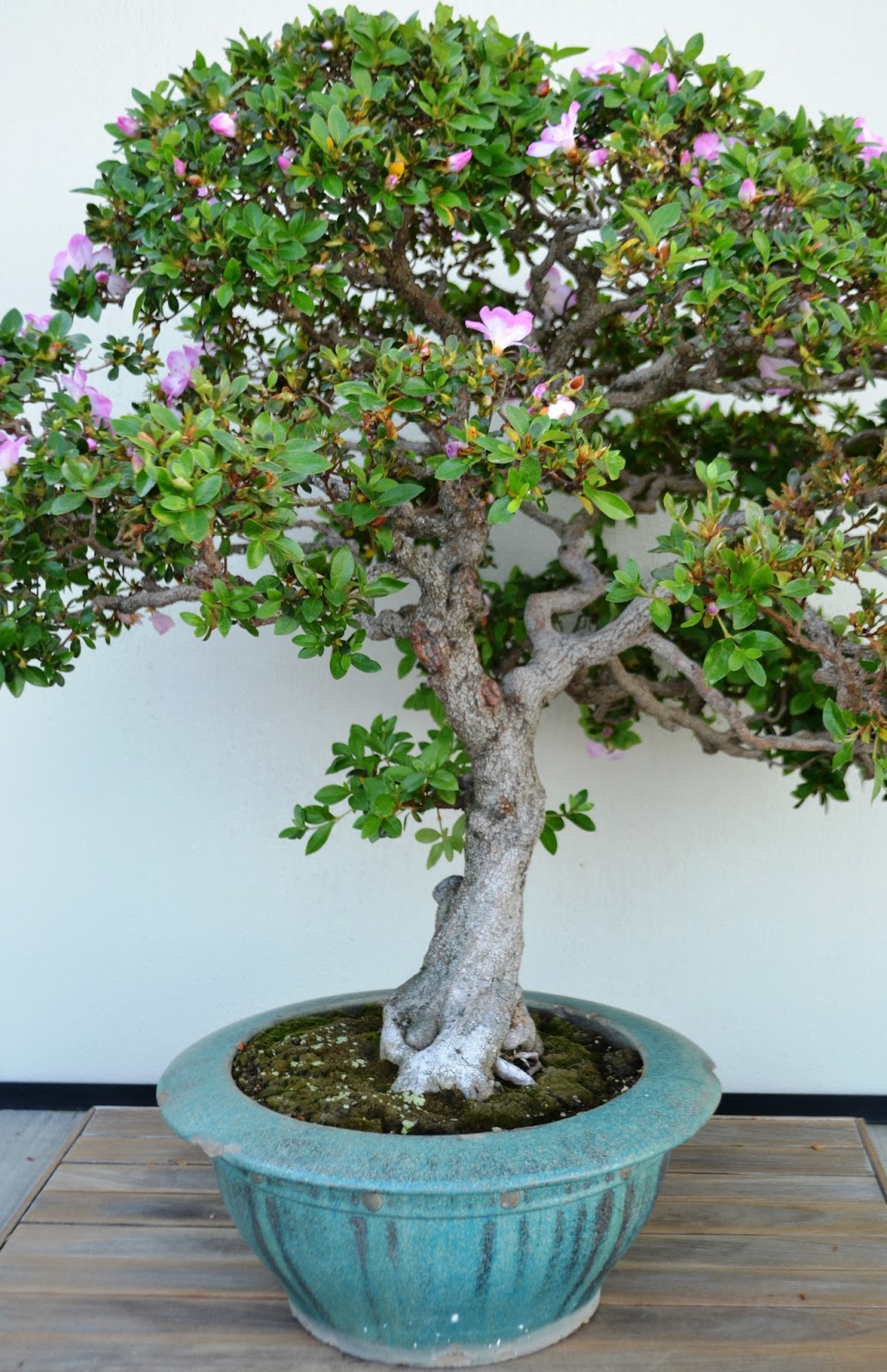 It's All About Purple The Bonsai in Longwood Gardens...