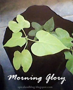 Daun Sejati Morning Glory. Morning Glory True Leaves