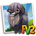 Fv 2 Black Angora Goat (baby ,adult,prized)