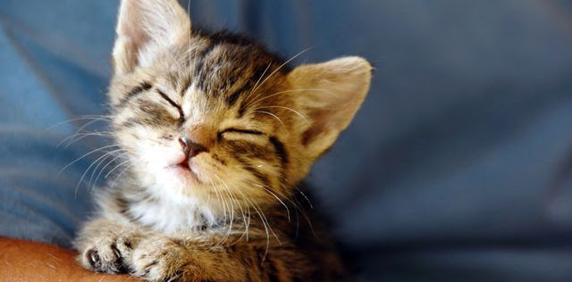 Popular Male Cat Characters Around The World Persian Cat Blog