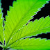 Over 100 Scientific Studies Agree: Cannabis Annihilates Cancer