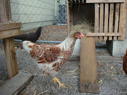coop chicken jar cookie wasn yet taken ago