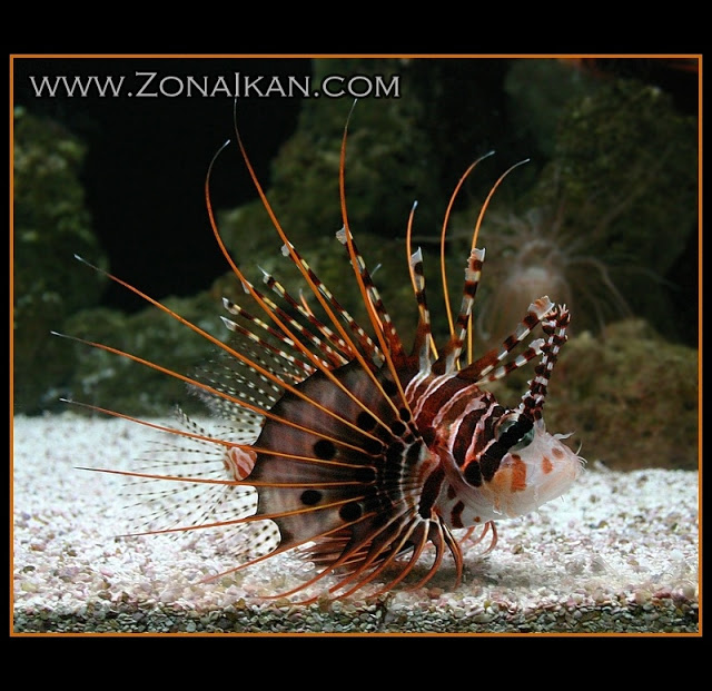 BIOLOGI: jenis ikan beracun