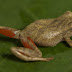Nueva especie de rana fue descubierta en Parque Nacional Tingo María