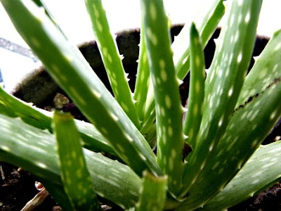 Manfaat Lidah Buaya untuk Kesehatan, Rambut dan Kulit Wajah | Roliyan.com Manfaat Lidah Buaya untuk Kesehatan, Rambut dan Kulit Wajah | Roliyan.com