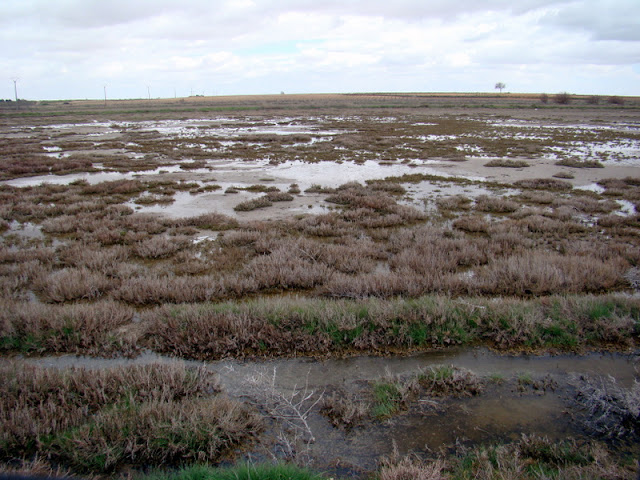 Laguna Larga. Villacañas (Toledo).