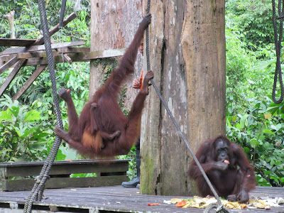 Centro de Rehabilitación de Orangutanes de Sepilok