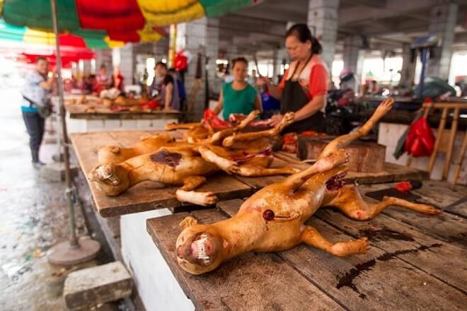 10,000 Dogs To Be Murdered At Chinese Dog Eating Festival