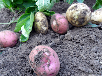 Garden potatoes